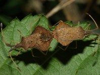 HETEROPTERA: CHIAVI DICOTOMICHE